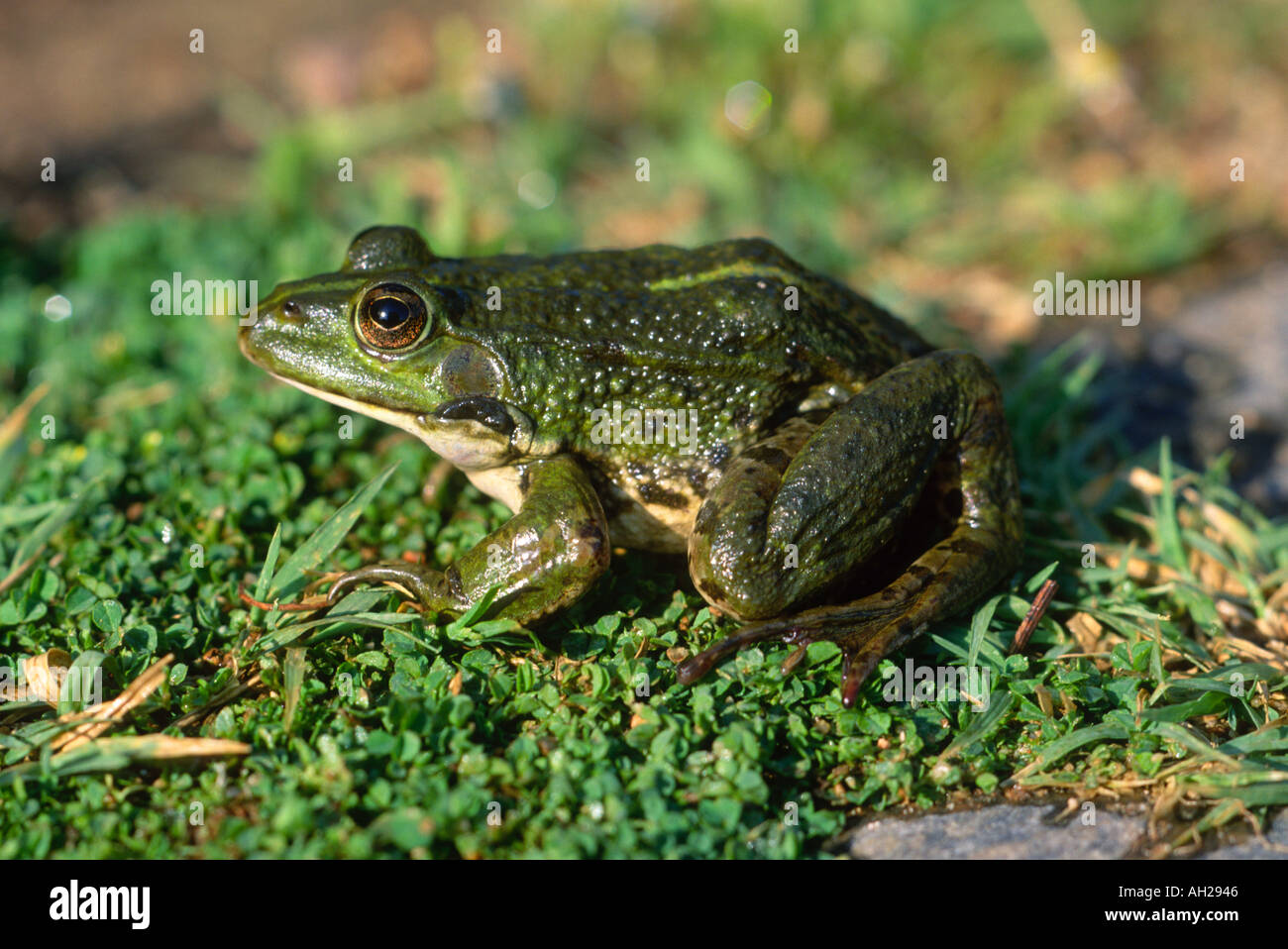 Marsh Frog, Rana ridibunda. Des profils sur l'herbe Banque D'Images