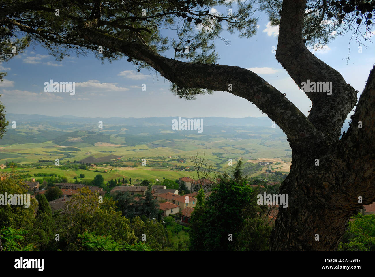 Pine Tree surplombant Volterra maisons et la vallée de Cecina en Toscane Banque D'Images