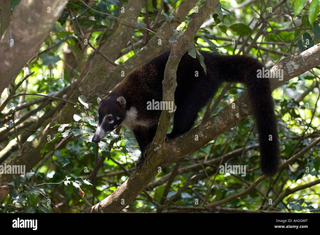 White nosed Coati dans un arbre Banque D'Images