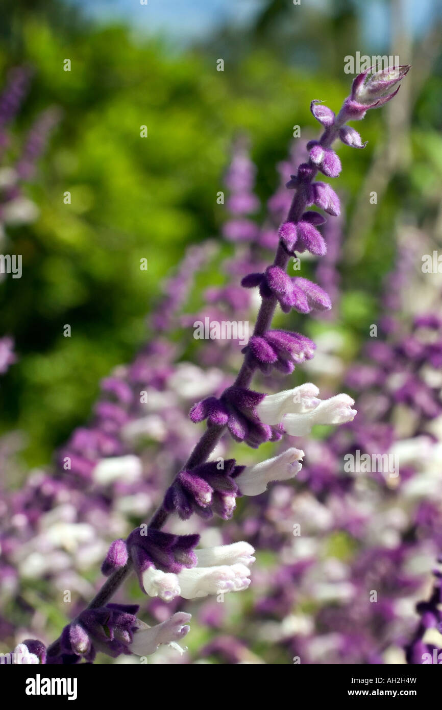 Le pourpre et le blanc des fleurs de sauge Bush Mexicain Banque D'Images