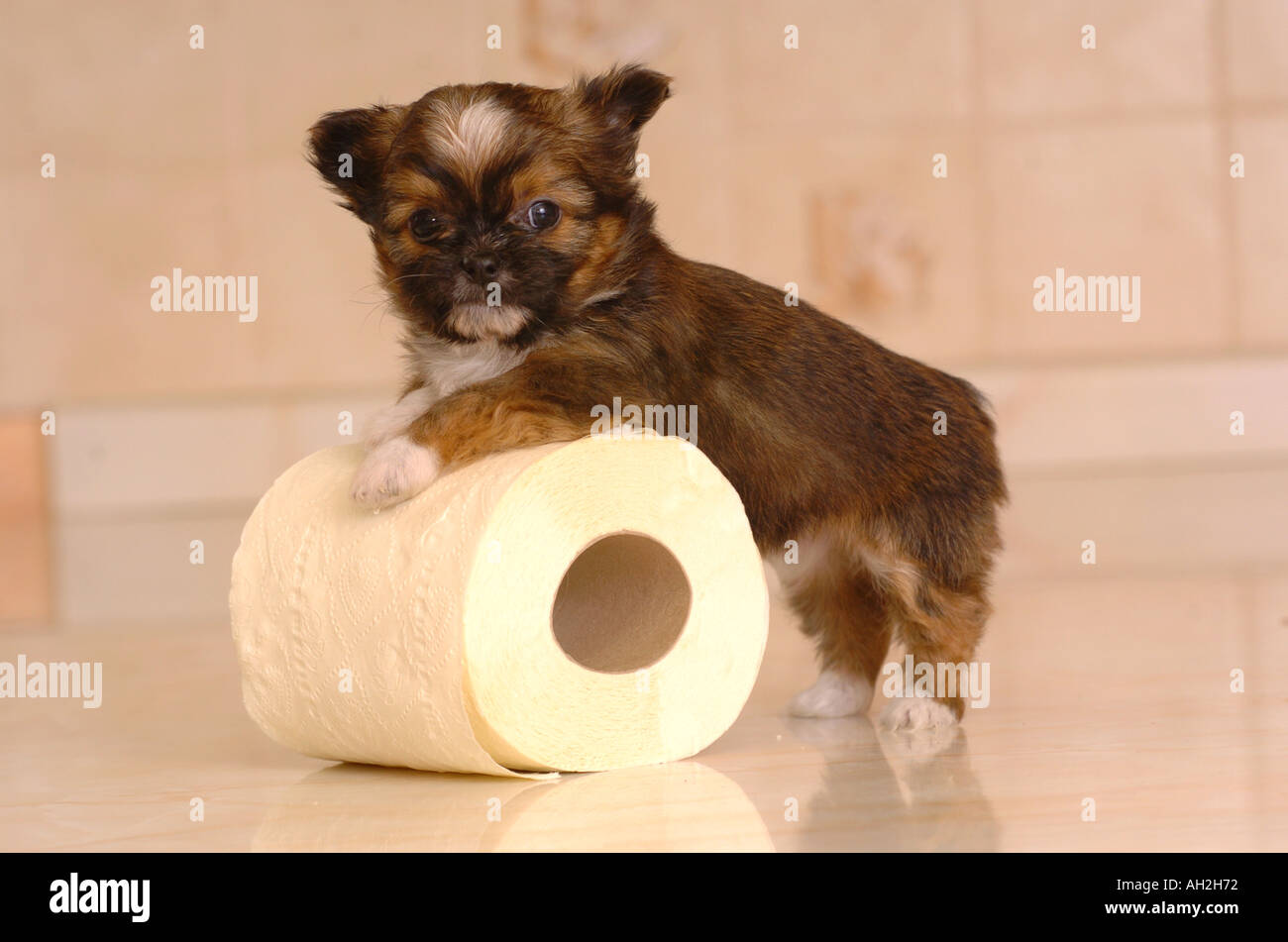 Shih Tzu Chihuahua, chiot, ShiChi ou. Banque D'Images