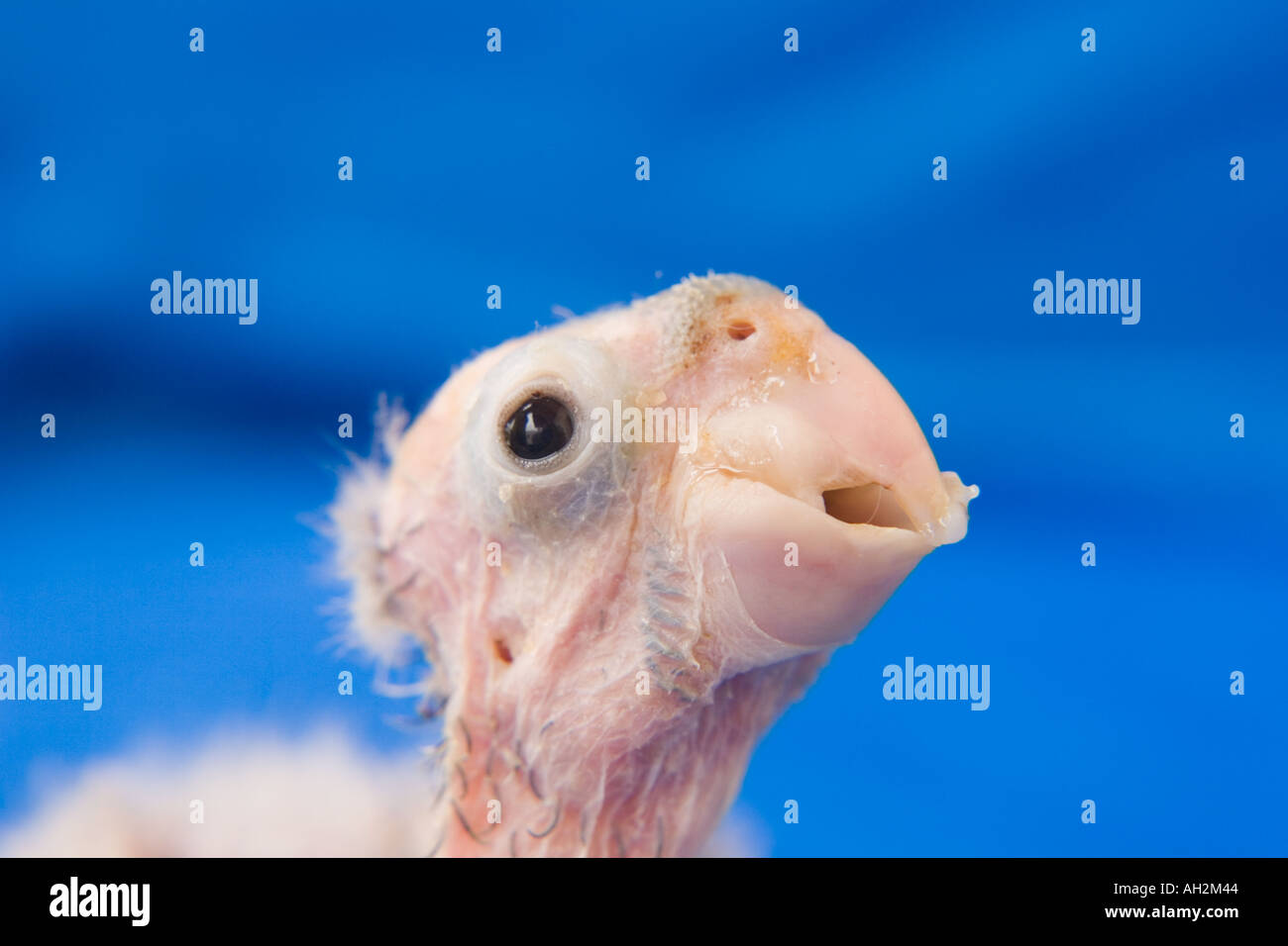Bebe Perroquet Photo Stock Alamy Bebe Perroquet Photo Stock Alamy