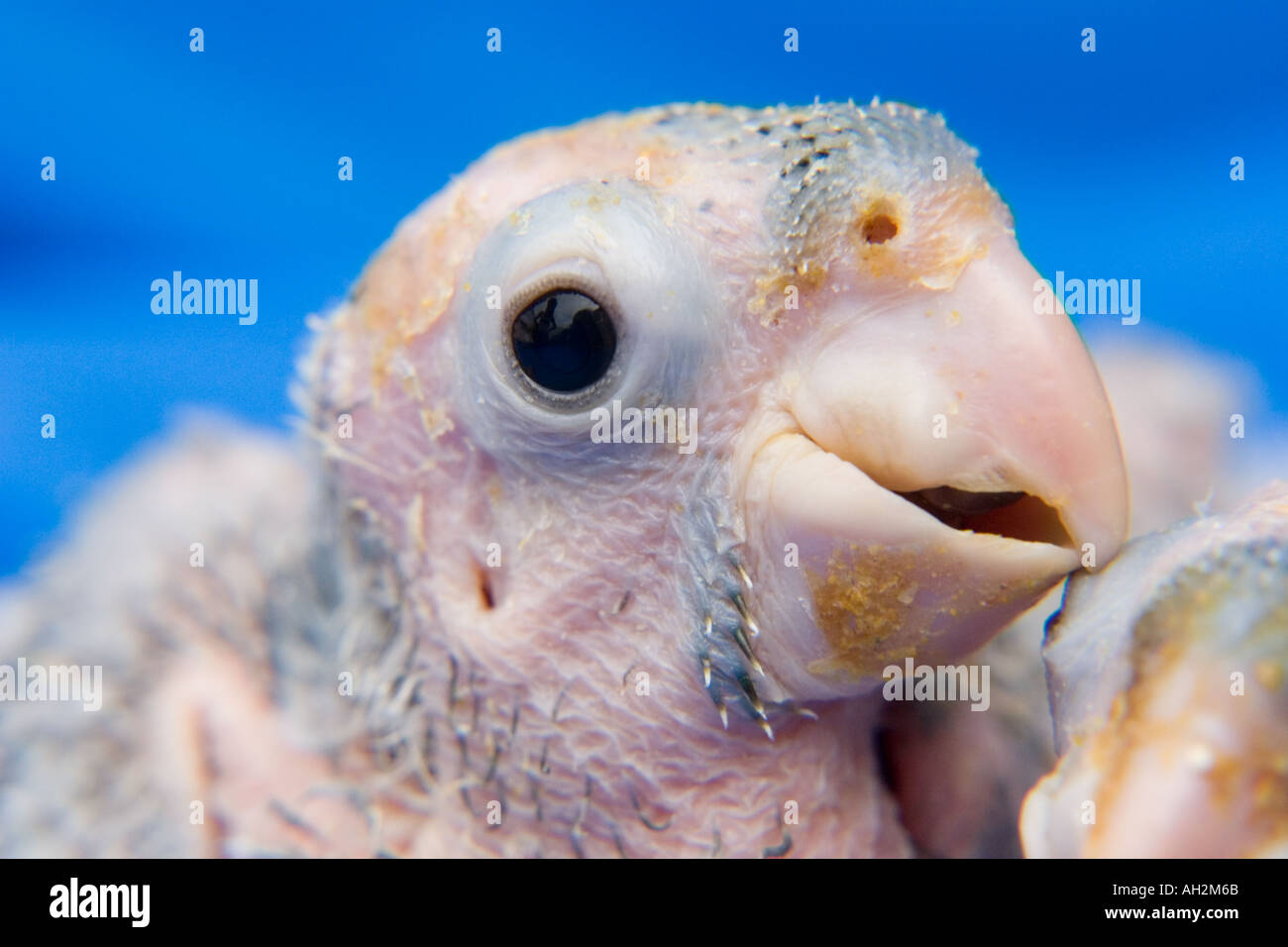Bebe Perroquet Photo Stock Alamy Bebe Perroquet Photo Stock Alamy