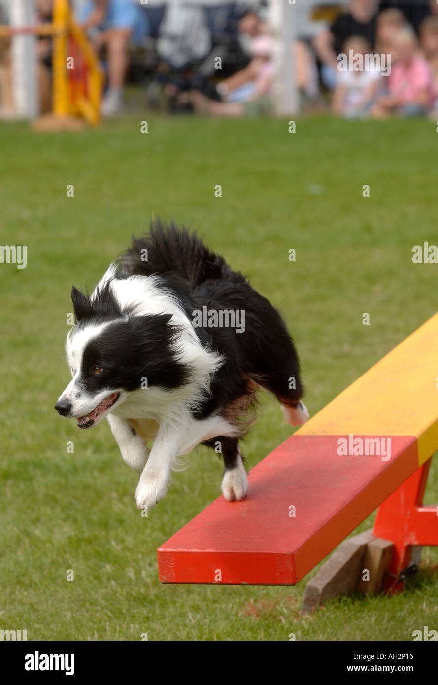 Chien de sauter d'une balançoire lors de concours d'agility Photo Stock -  Alamy