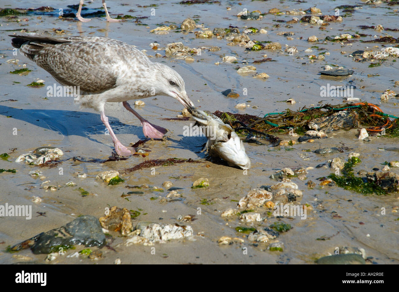 La consommation de poisson SEAGULL Banque D'Images