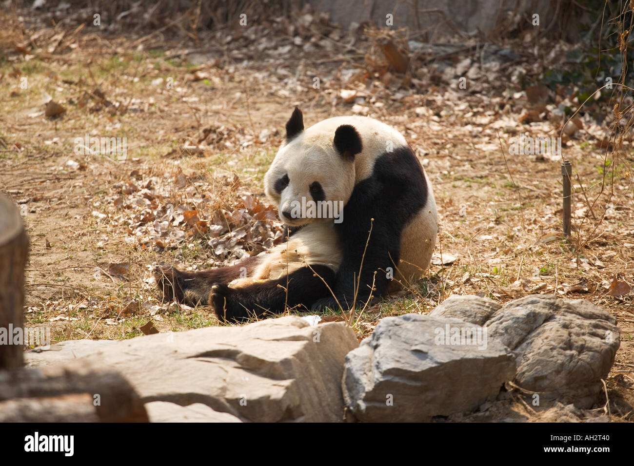 Panda en captivité du Zoo de Beijing Chine Banque D'Images