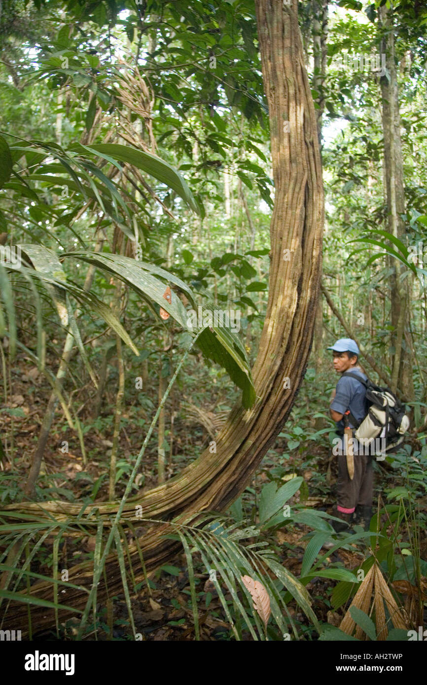 Bushwacking à travers la jungle amazonienne avec mon guide Banque D'Images