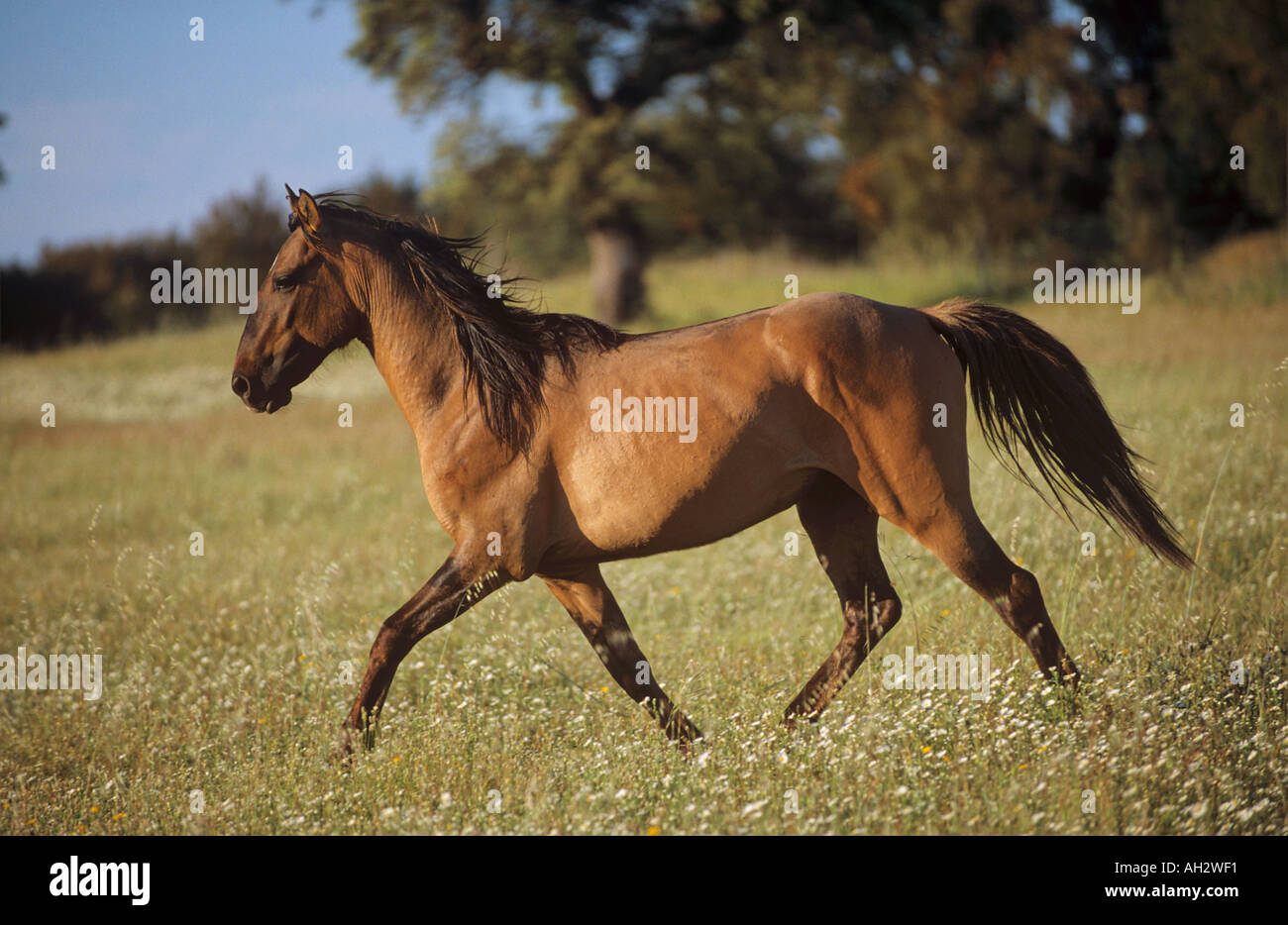 Lusitano - trotting on meadow Banque D'Images