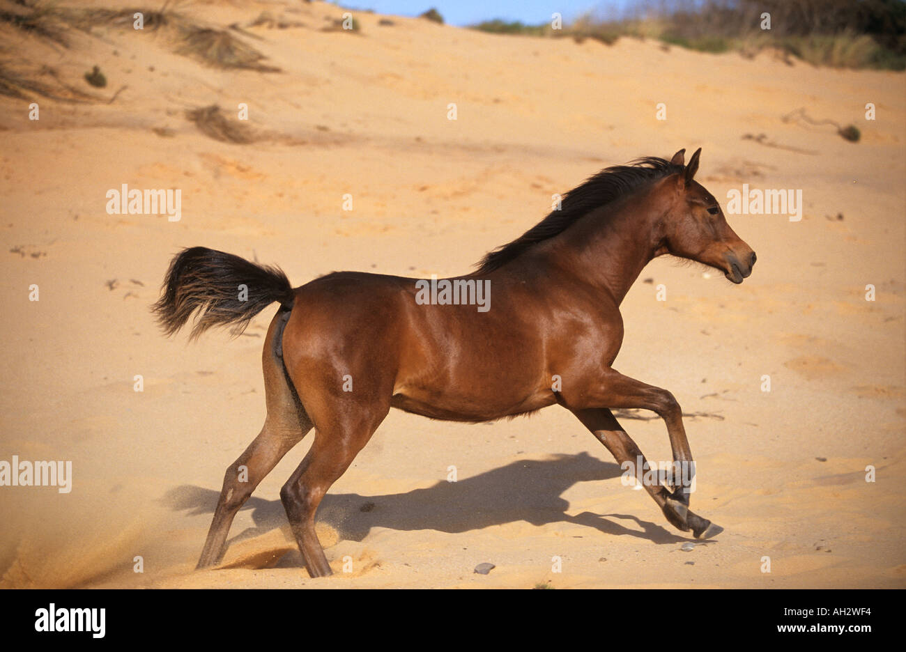 Jeune cheval arabe - en cours dans le sable Banque D'Images
