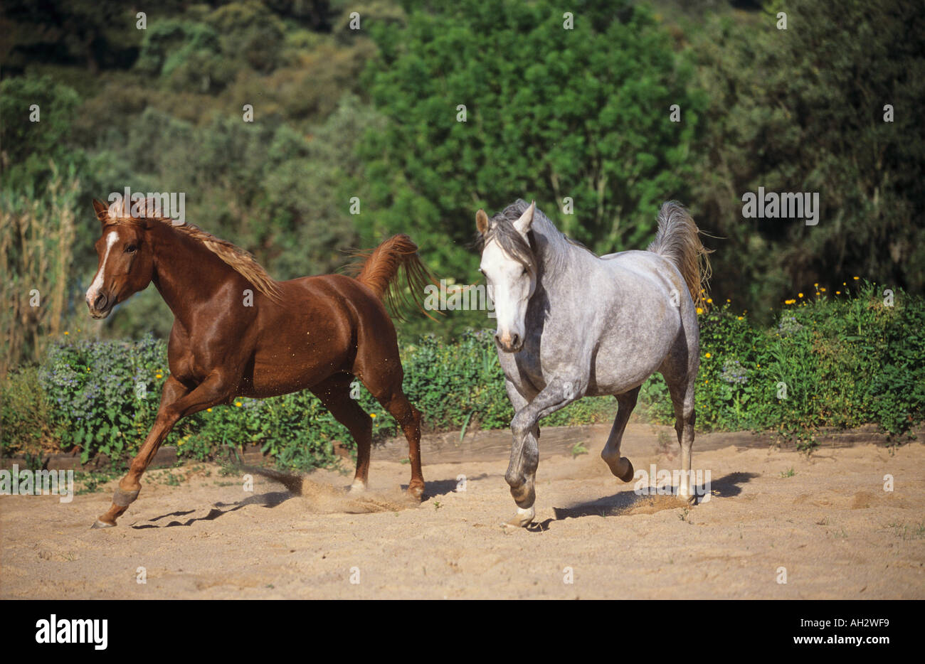 Deux chevaux arabes - en cours dans le sable Banque D'Images