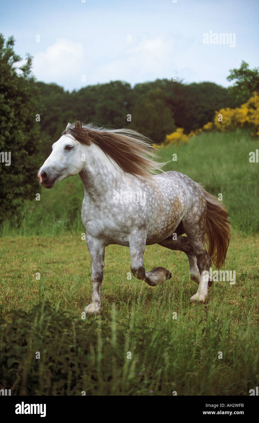 République tchèque - cheval à sang froid trotting on meadow Banque D'Images