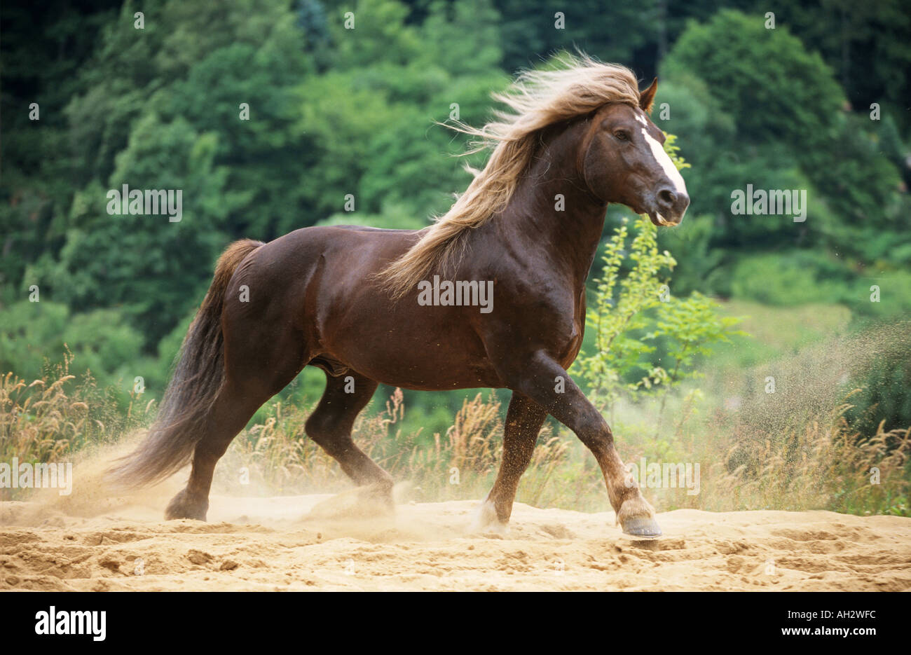 Forêt Noire - cheval trottant dans le sable Banque D'Images