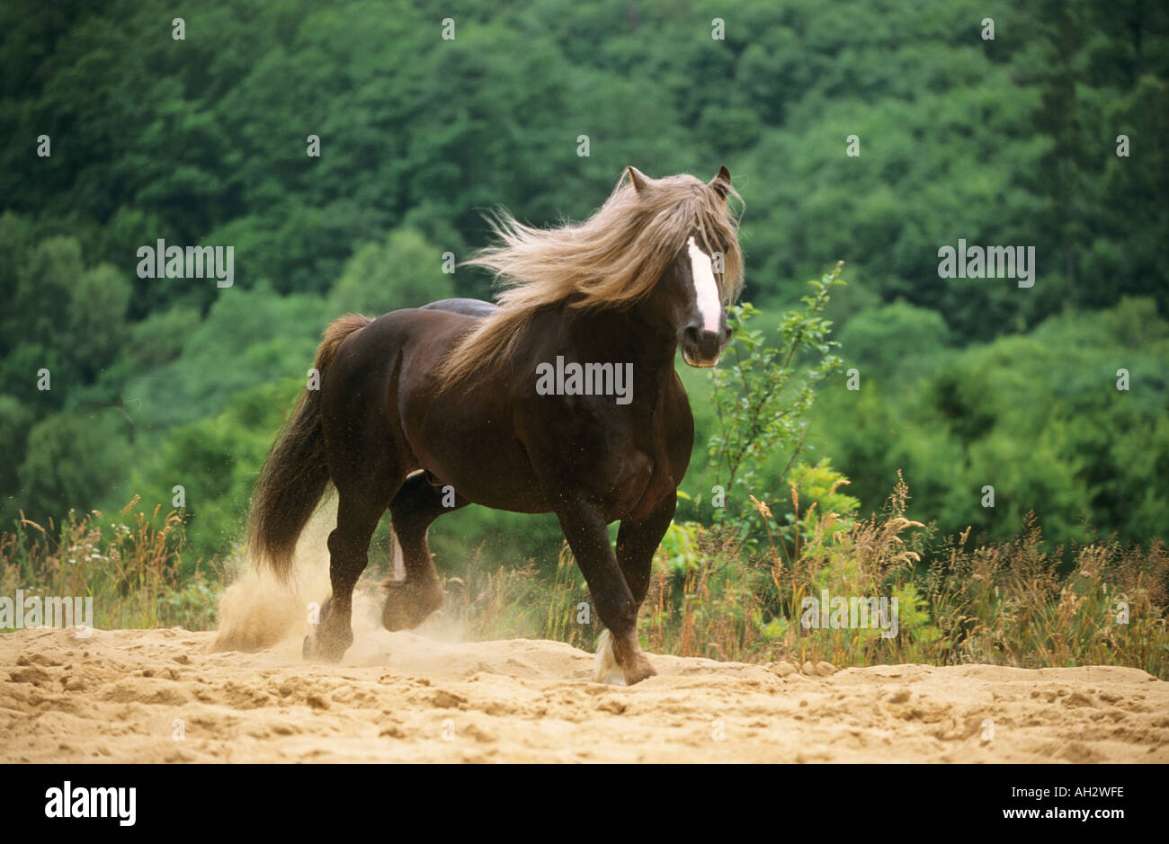 Forêt Noire - cheval marche dans le sable Banque D'Images