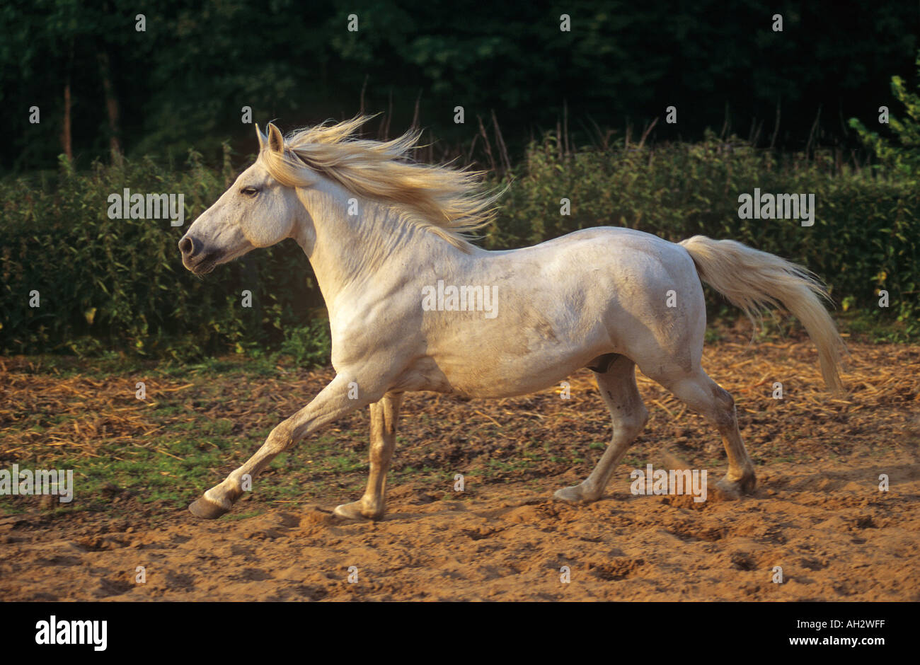 Cheval Camargue - marcher dans le sable Banque D'Images