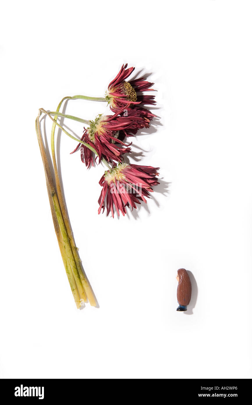 Les fleurs rouges sur fond blanc avec les droits de l'minature, studio shot Banque D'Images