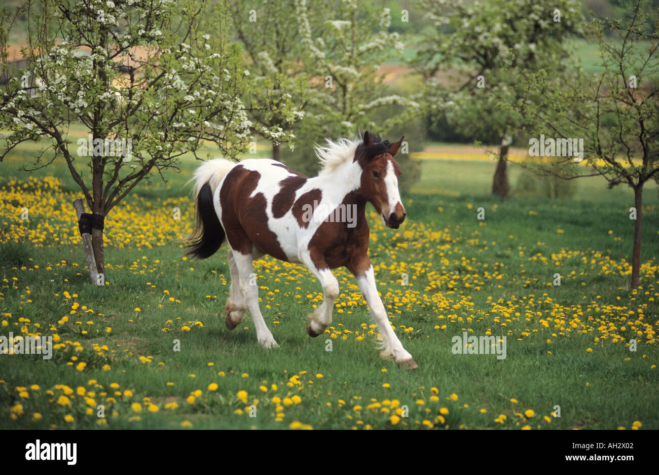 Poney Tinker - Walking on meadow Banque D'Images