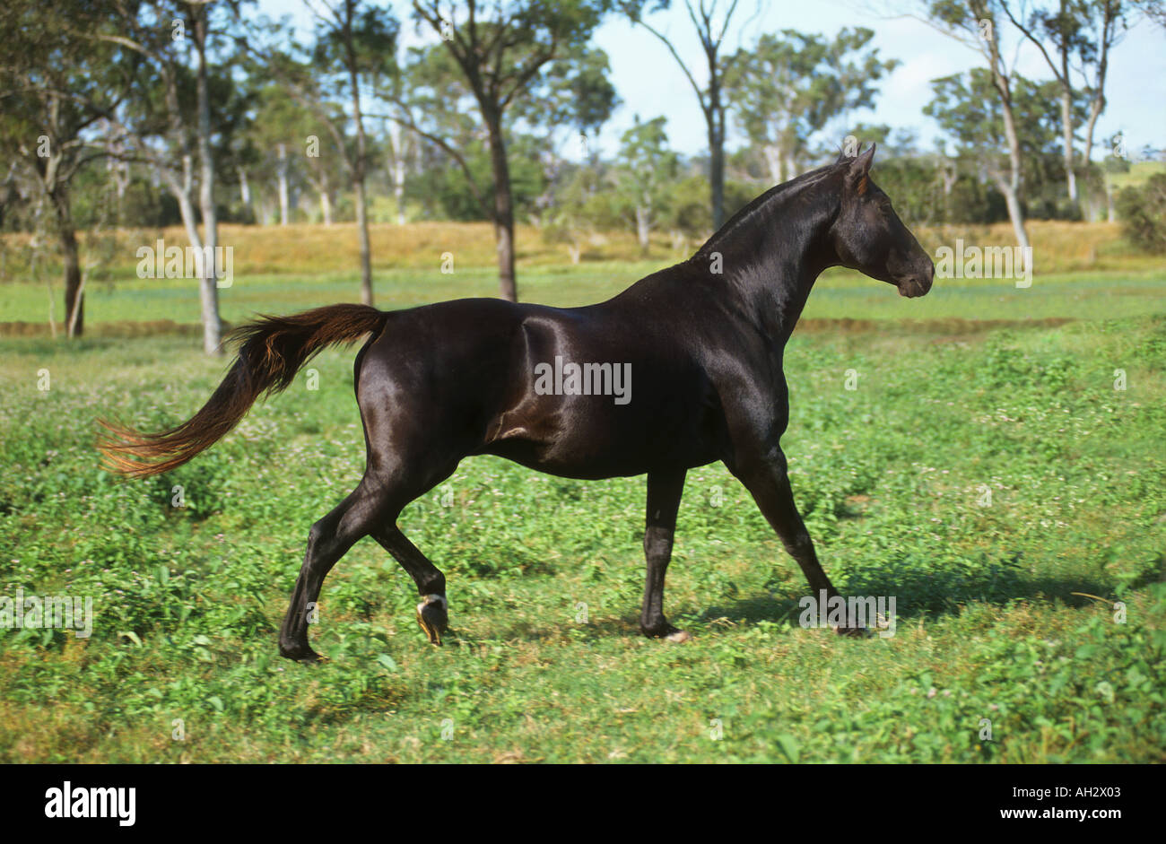 Australian Stock Horse - Walking on meadow Banque D'Images
