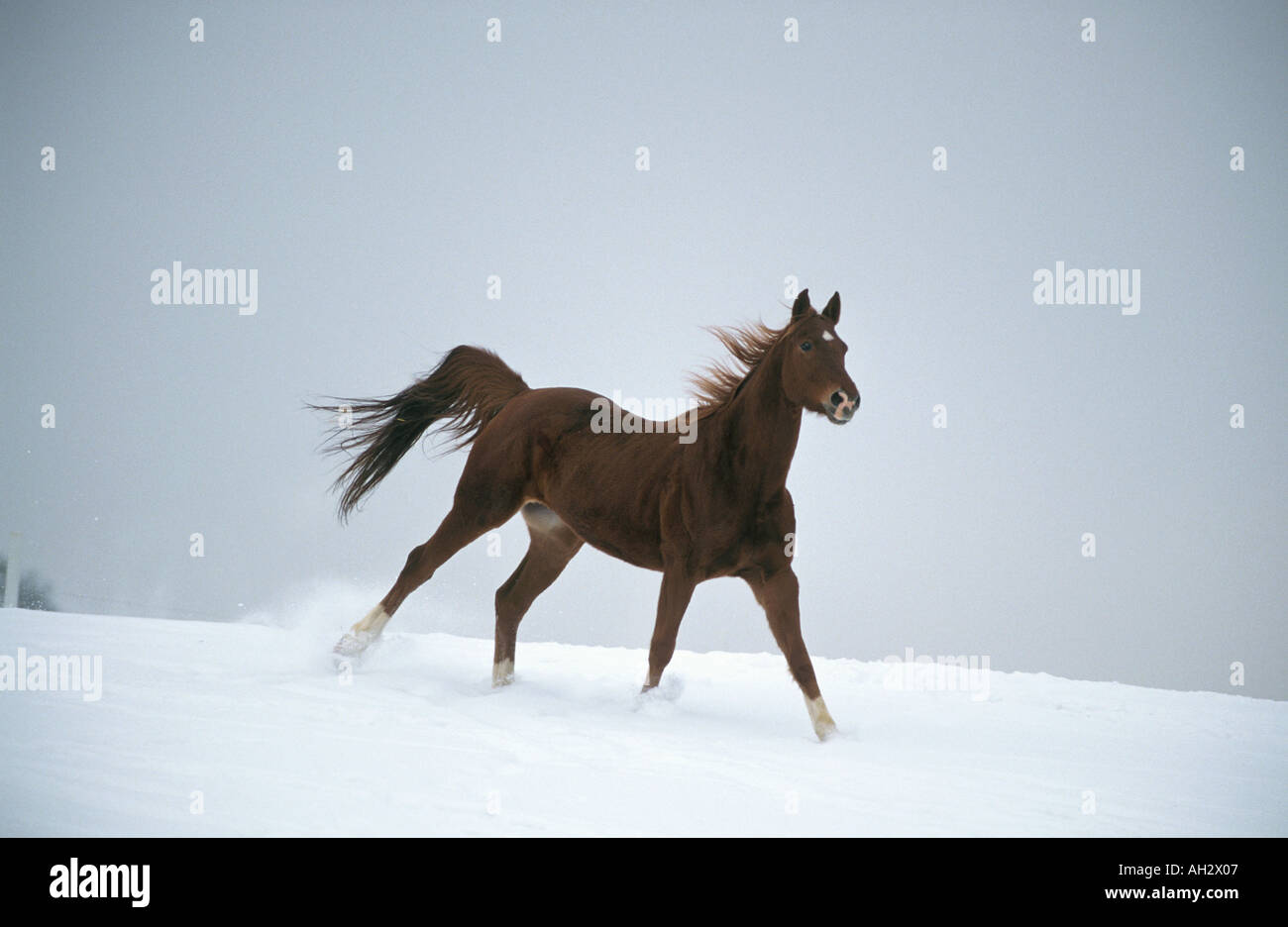 Akhal-Teke - courir dans la neige Banque D'Images
