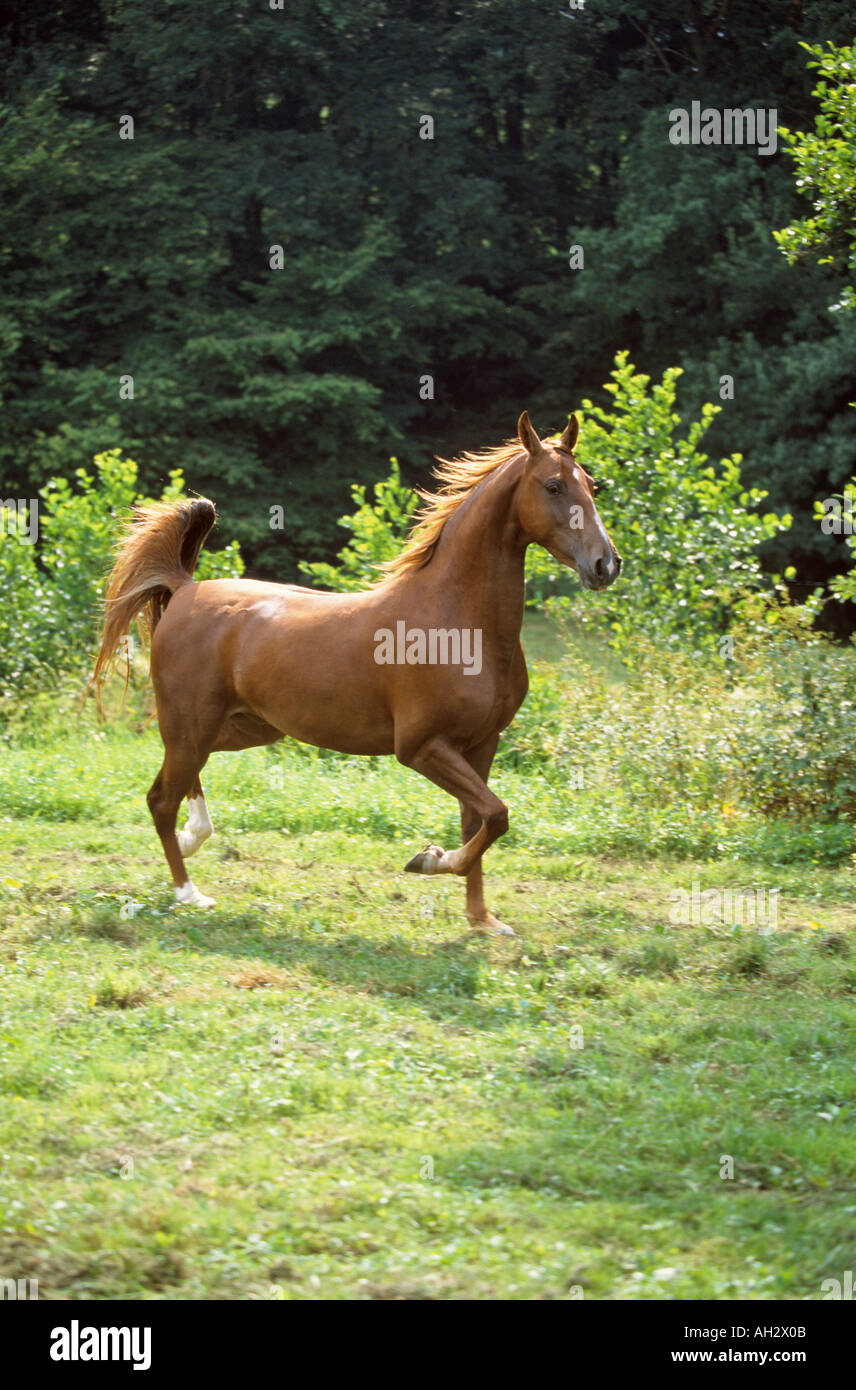 American Saddlebred - Walking on meadow Banque D'Images