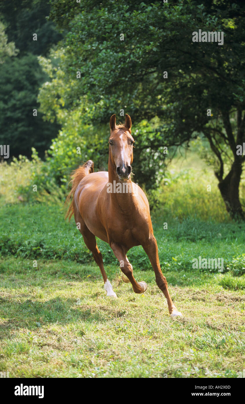 American Saddlebred - tournant sur meadow Banque D'Images