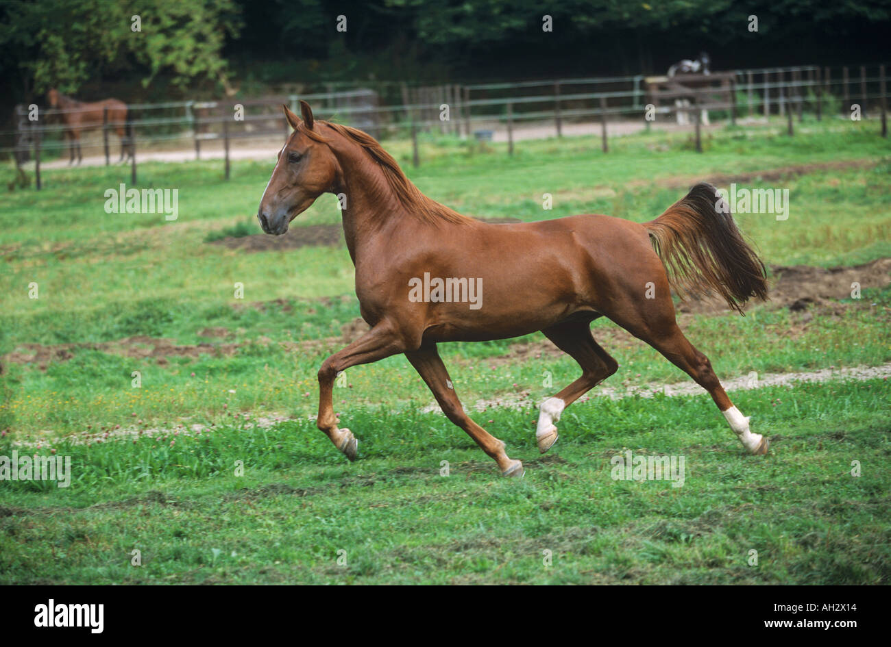 American Saddlebred - trotting on meadow Banque D'Images