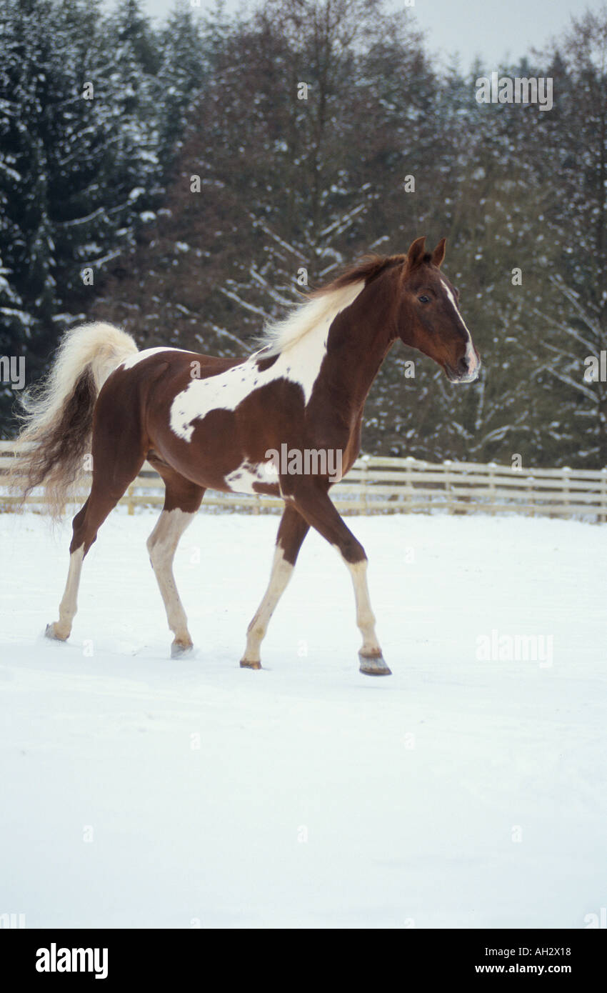 Américain Saddlebred. Pinto marchant dans la neige Banque D'Images