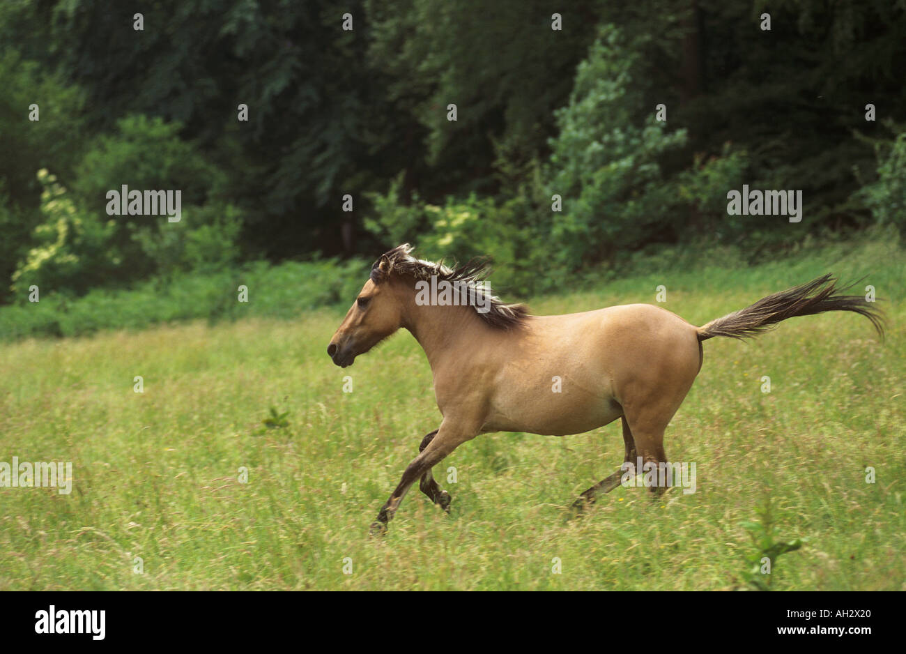 Duelmener - Wild horse running on meadow Banque D'Images