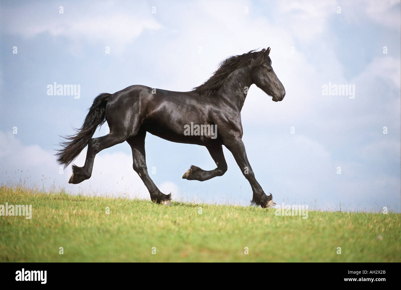 Cheval frison - trotting on meadow Banque D'Images