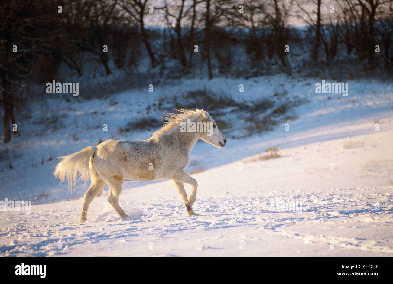 Cheval islandais - walking in snow Banque D'Images