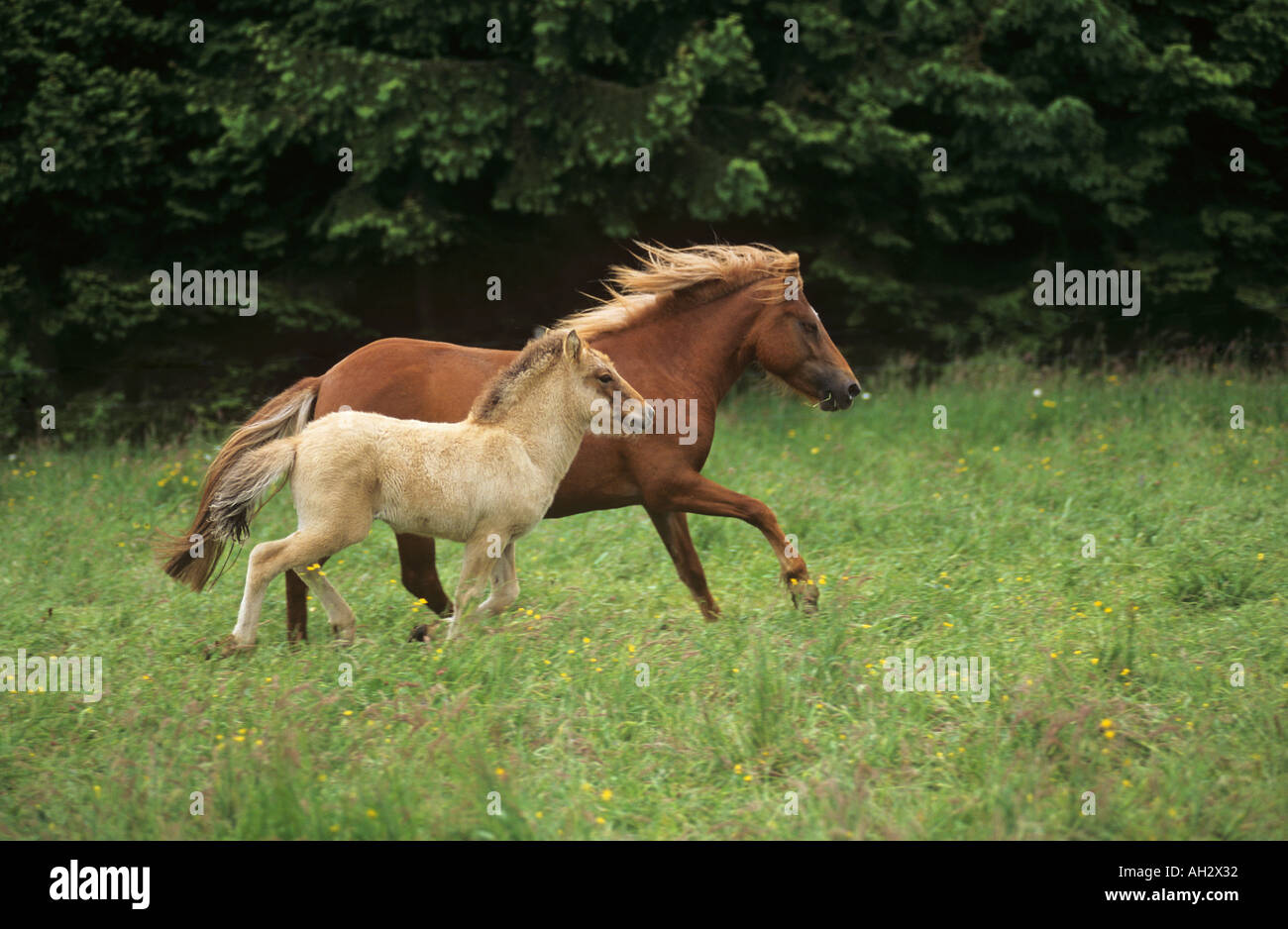 Cheval islandais avec poulain - tournant sur meadow Banque D'Images