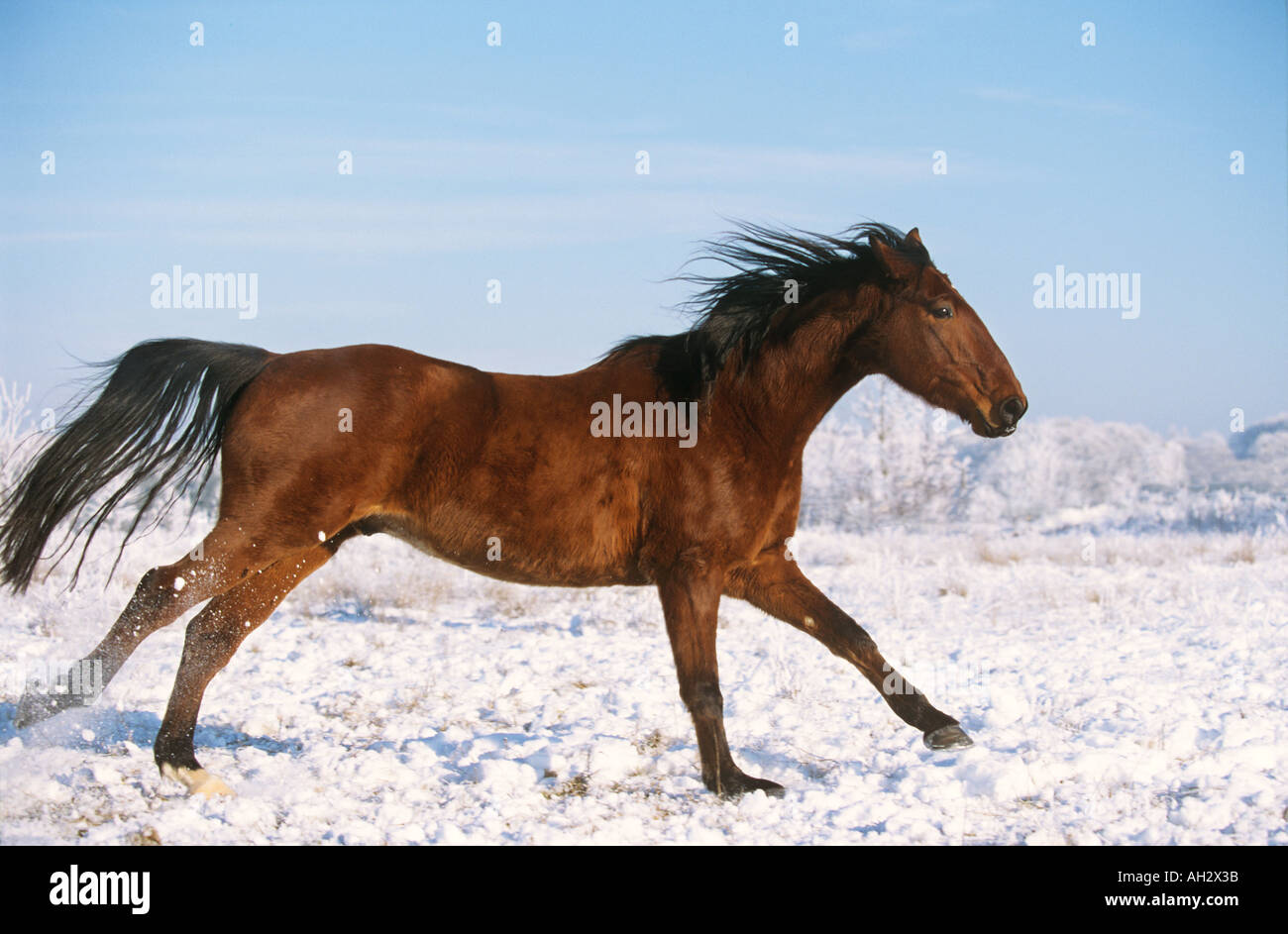Cheval islandais - dans la neige au galop Banque D'Images