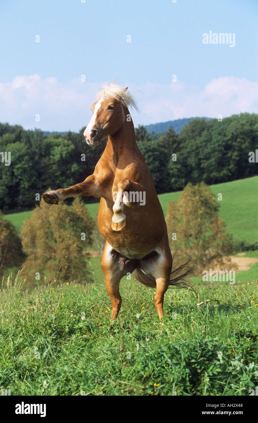 L'élevage des chevaux Haflinger - on meadow Banque D'Images