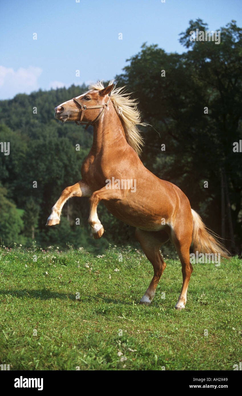 L'élevage des chevaux Haflinger - on meadow Banque D'Images