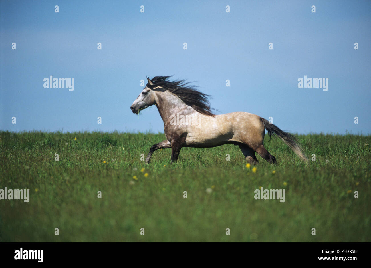 - Paso Fino galoper on meadow Banque D'Images