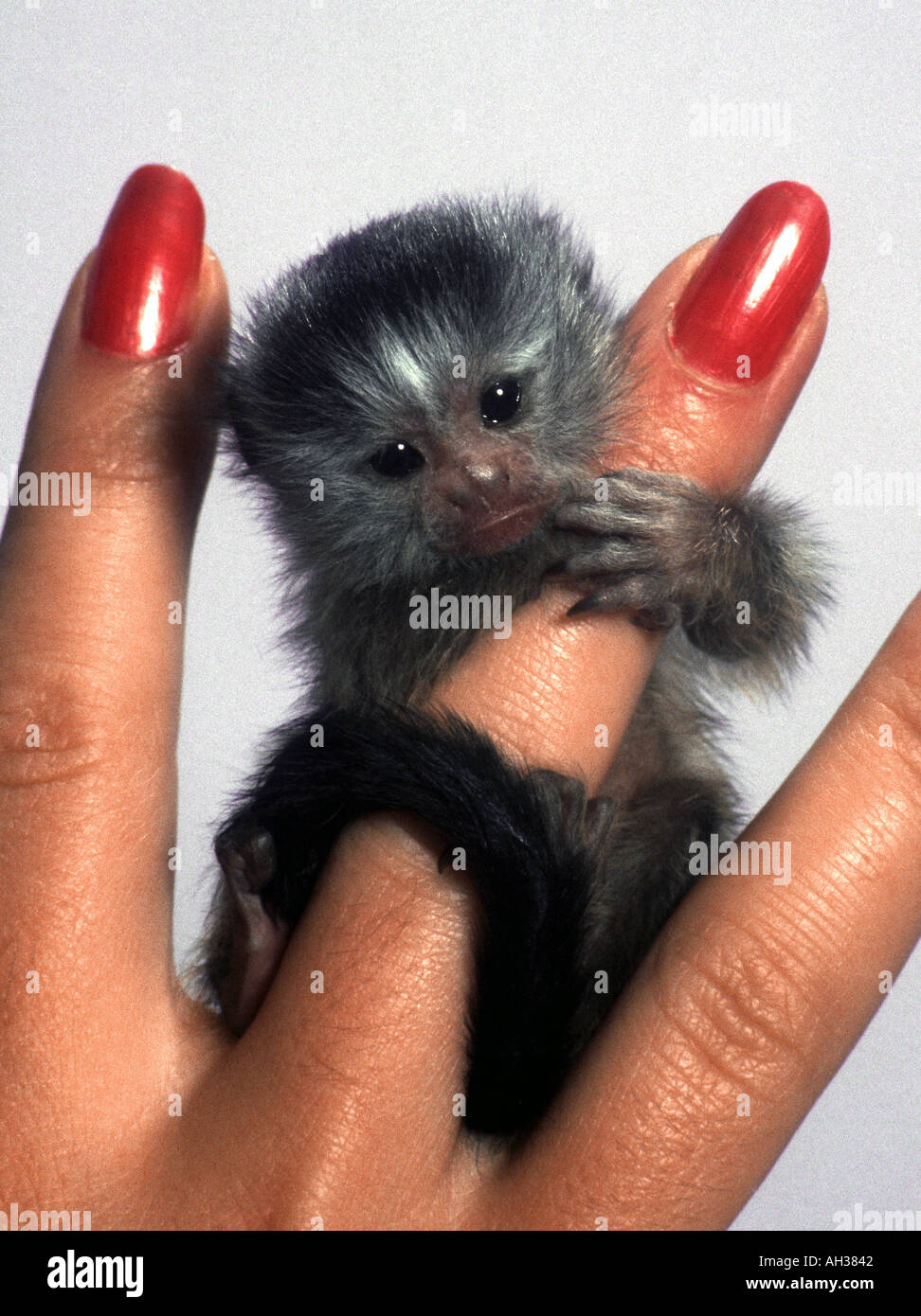 Amerique Du Sud Miniature Singe Ouistiti Seulement Pouces Haut Photo Terry Fincher Photo Stock Alamy