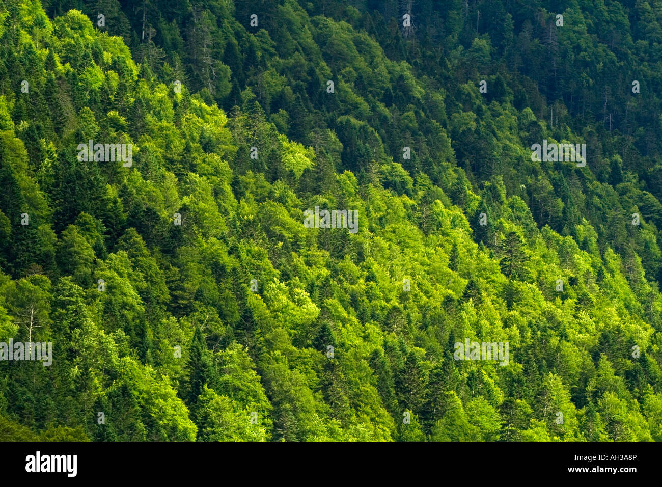 Détail des pins à flanc de montagne près de Fabreges dans le Parc National des Pyrénées sud ouest France Europe Banque D'Images