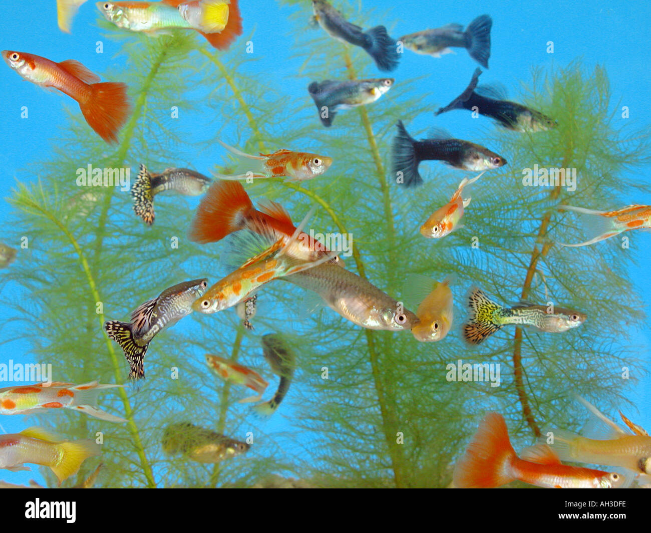 Guppy poecilia reticulata lebistes reticulatus Banque de photographies