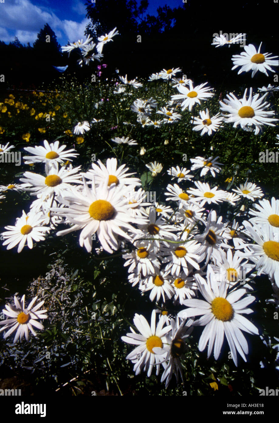 Jardin de galles tiges Pétales de marguerites Banque D'Images
