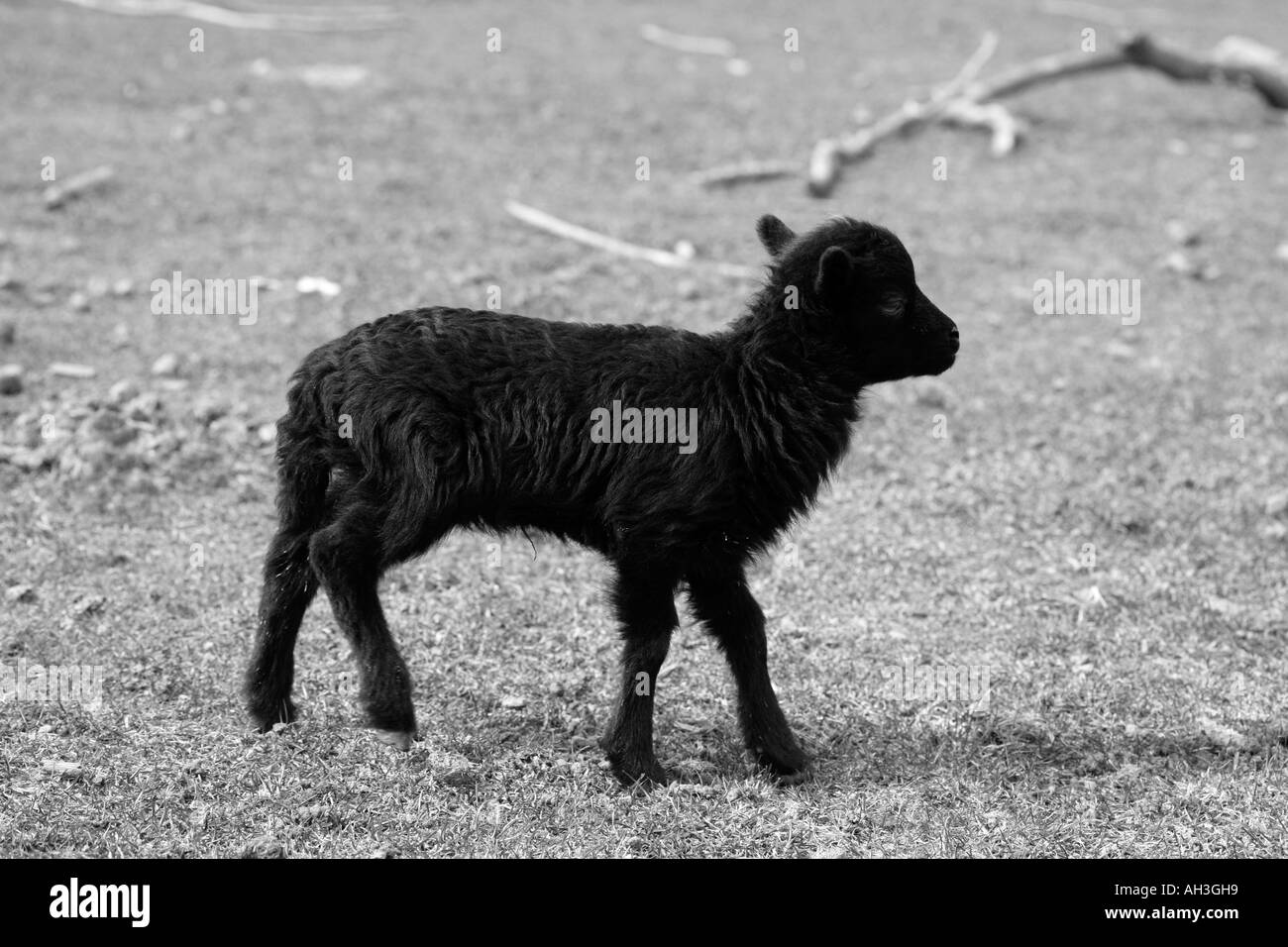 Photographie en noir et blanc de jeunes vulnérables nouvellement né agneau noir au printemps les champs à l'extérieur de la ferme Banque D'Images
