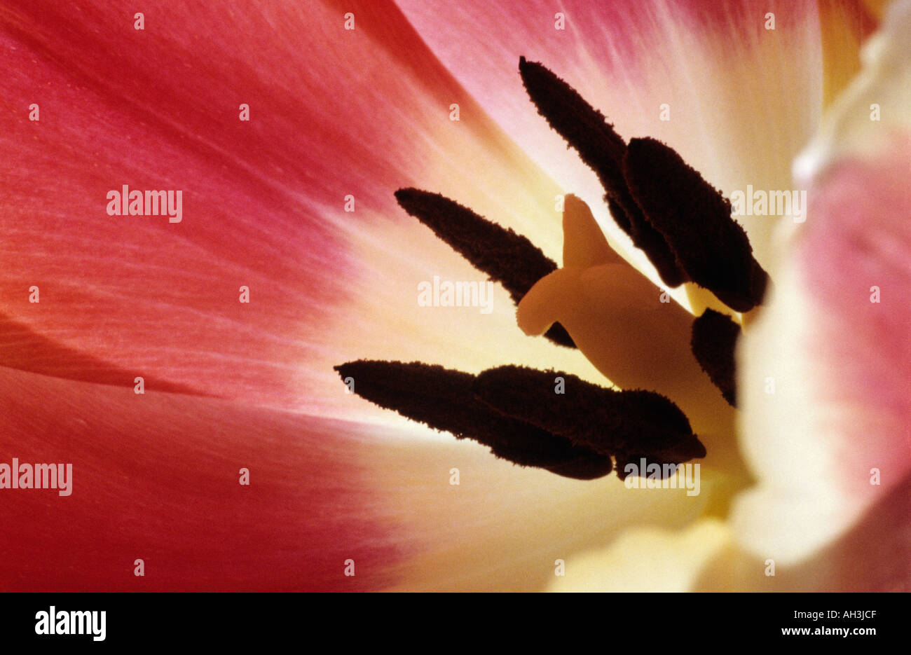 Close up of tulip flower Banque D'Images