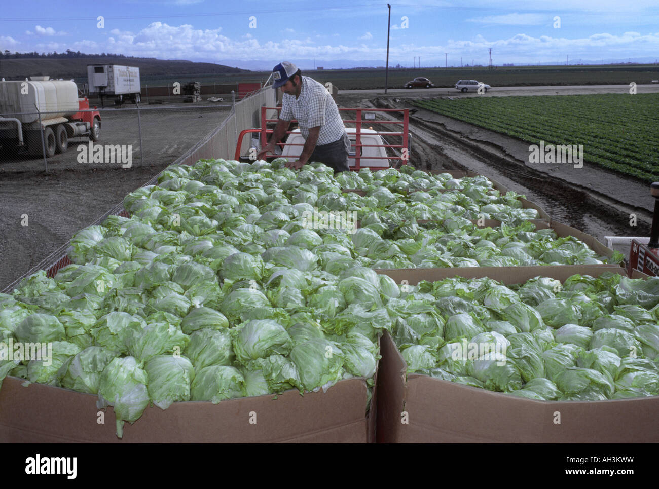 La laitue Iceberg est organisé dans des bacs par un travailleur après la récolte en Californie. Banque D'Images