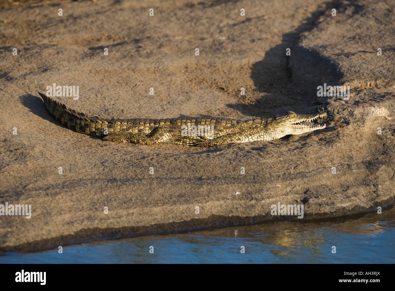 Crocodile du Nil Crocodylus niloticus parc national Kruger en Afrique du Sud Banque D'Images