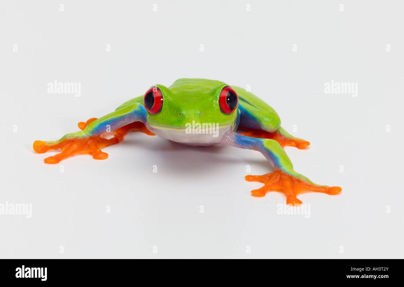 Red eyed tree frog 5 Banque D'Images