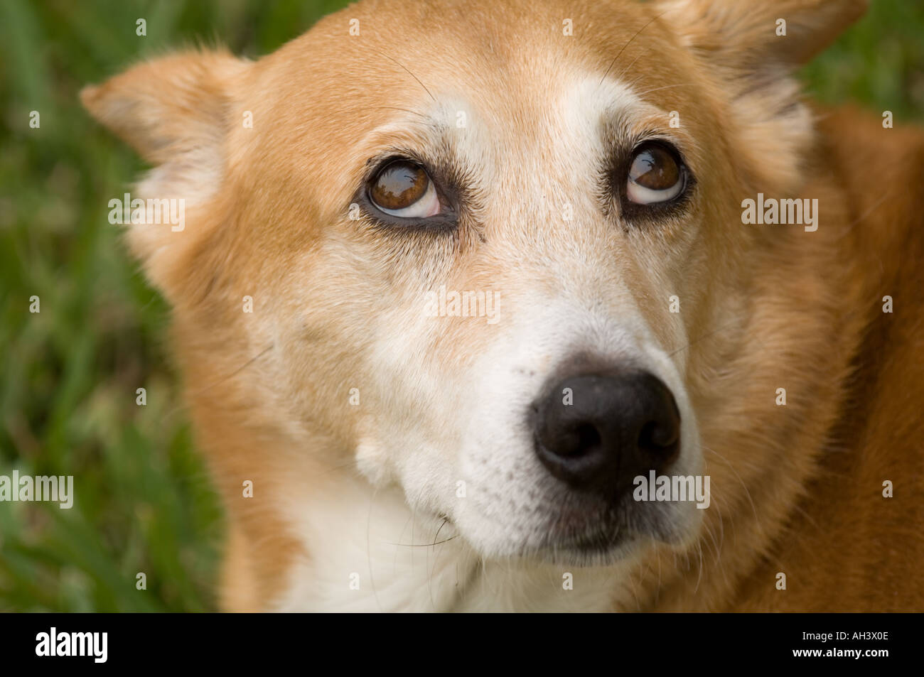 chien de compagnie consacrée Banque D'Images