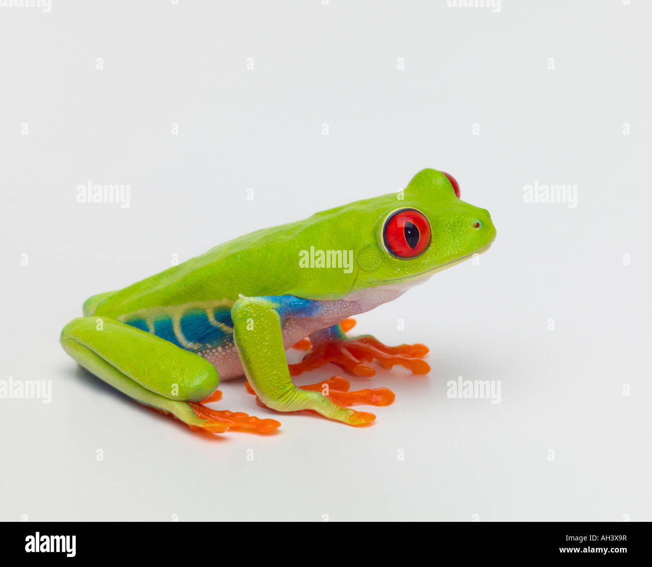 Red eyed tree frog 1 Banque D'Images