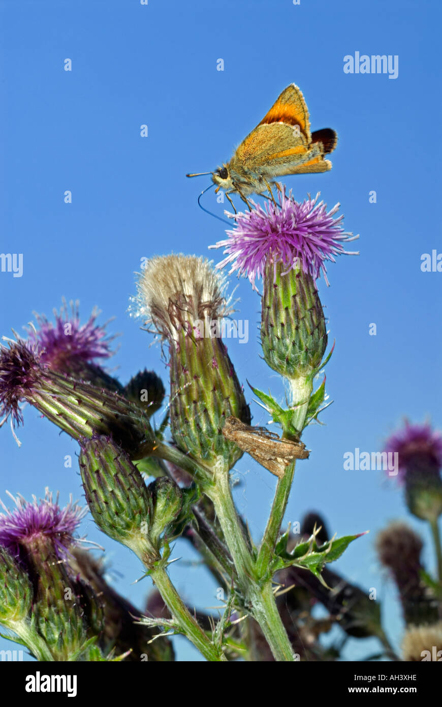 'Small Skipper ' alimentation papillon sur une fleur de chardon Banque D'Images