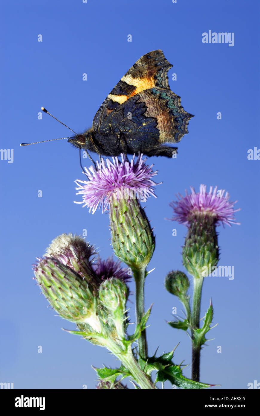 'Small' écaille avec ailes de papillon fermé l'alimentation sur thistle flower Banque D'Images