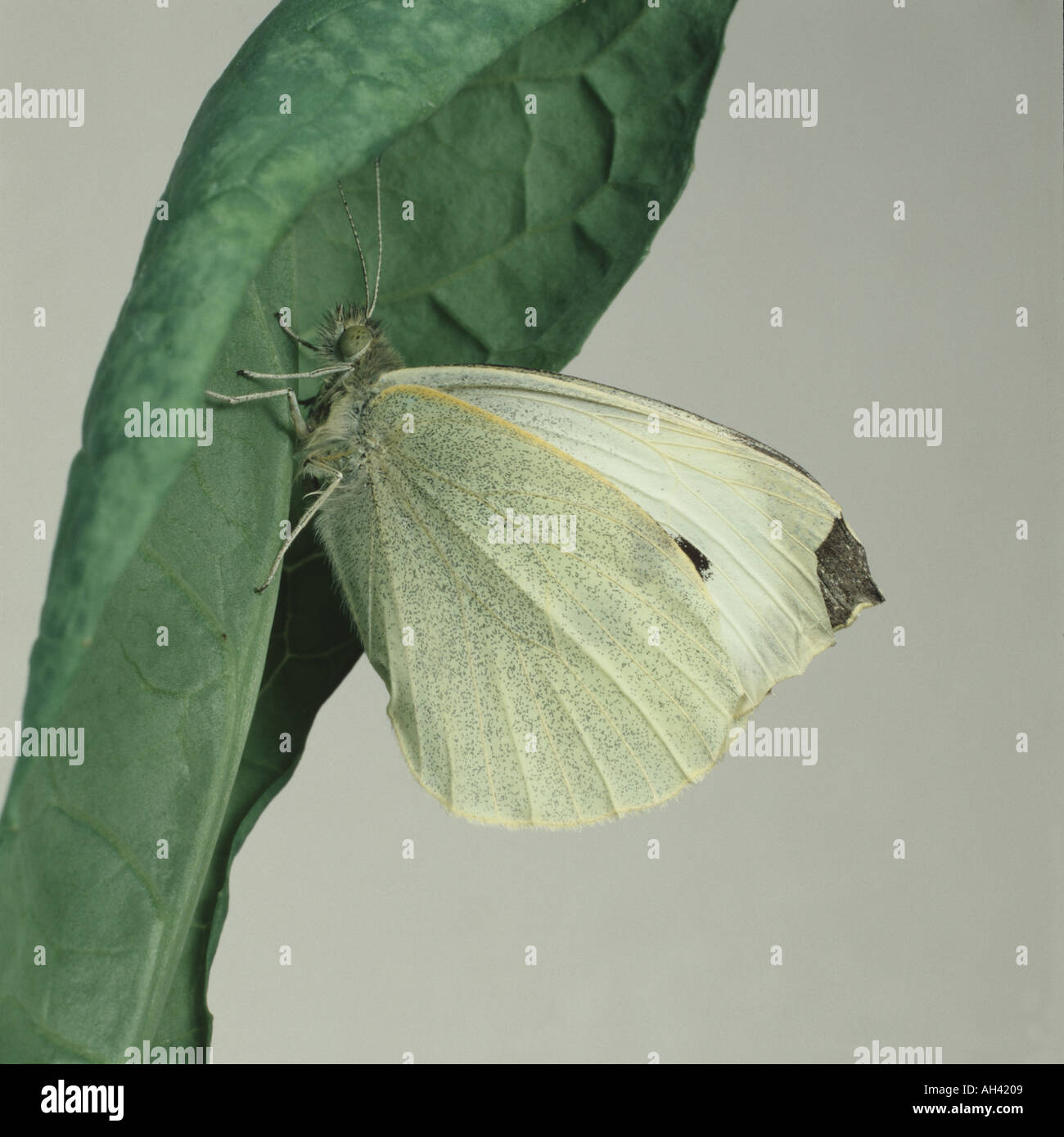 Un grand papillon blanc du chou Pieris brassicae imago sur brassica feuille avec des ailes repliées Banque D'Images
