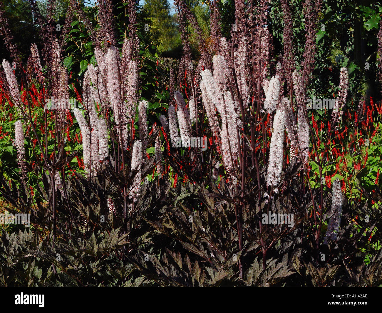 Actaea simplex James Compton Jardin plante herbacée vivace à feuillage  pourpre à la frontière Photo Stock - Alamy