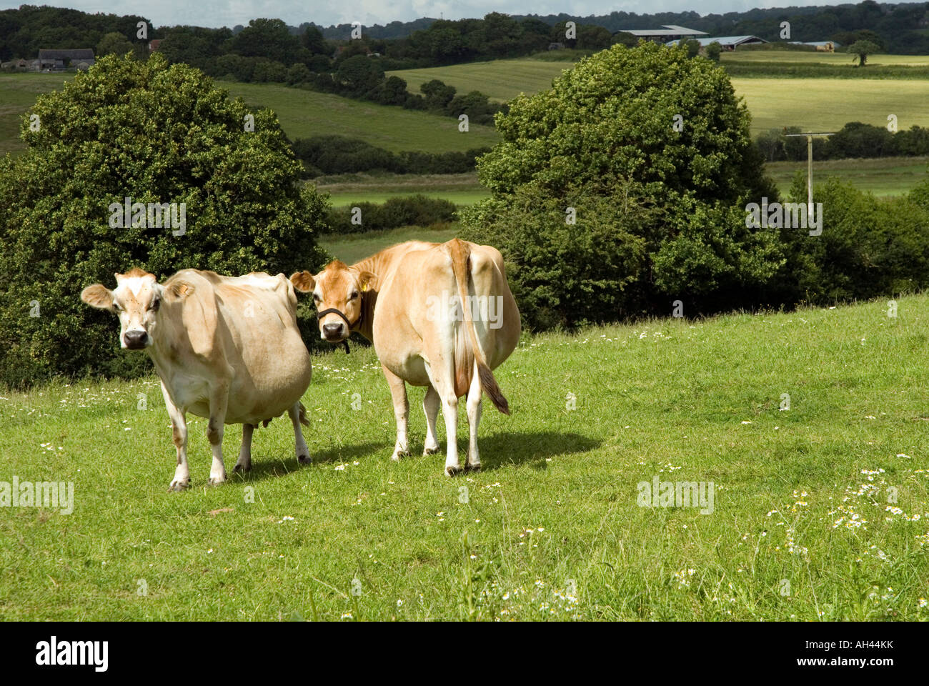 Deux vaches Combe Haven Valley East Sussex Banque D'Images